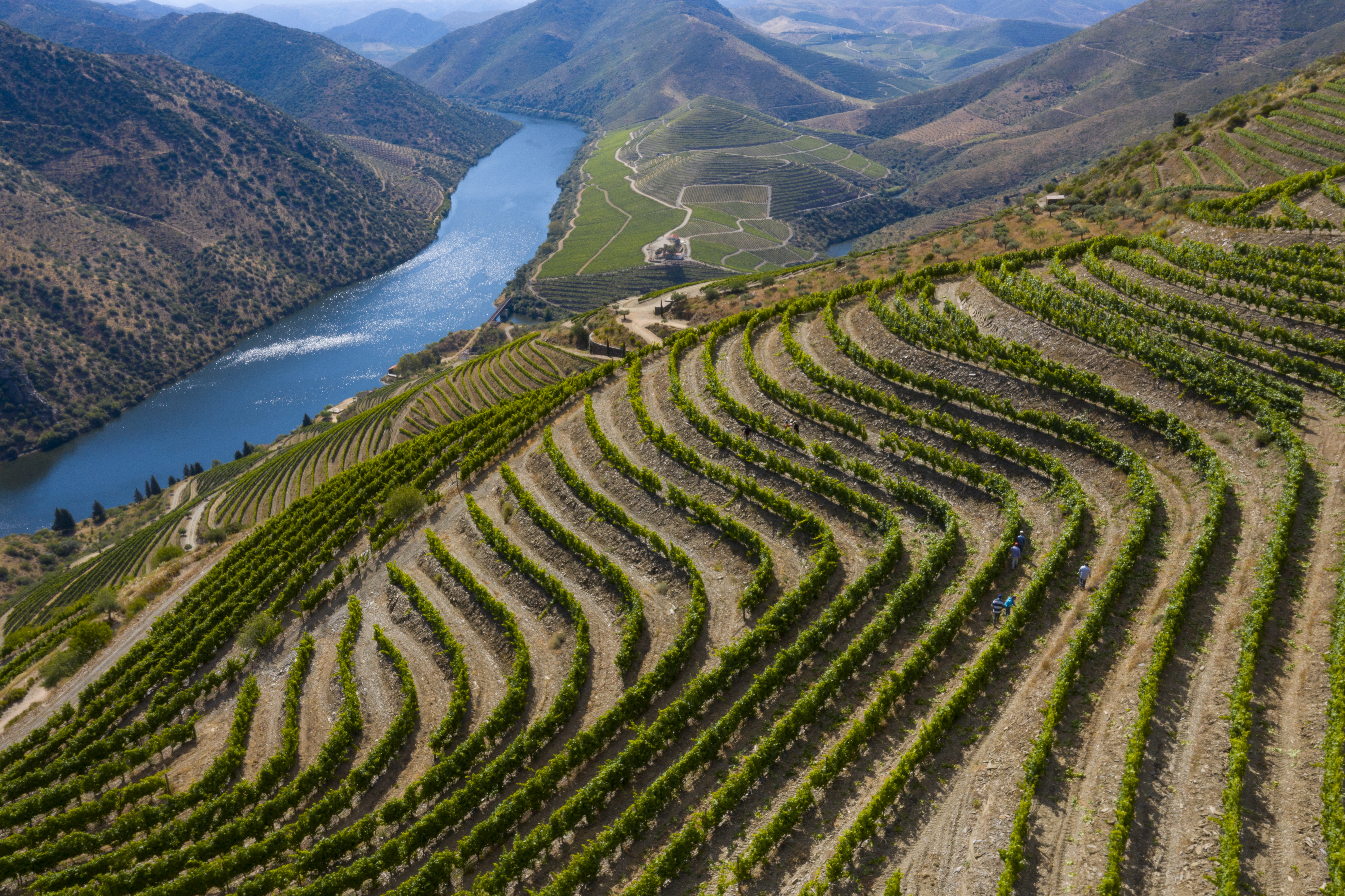 duorum vineyards