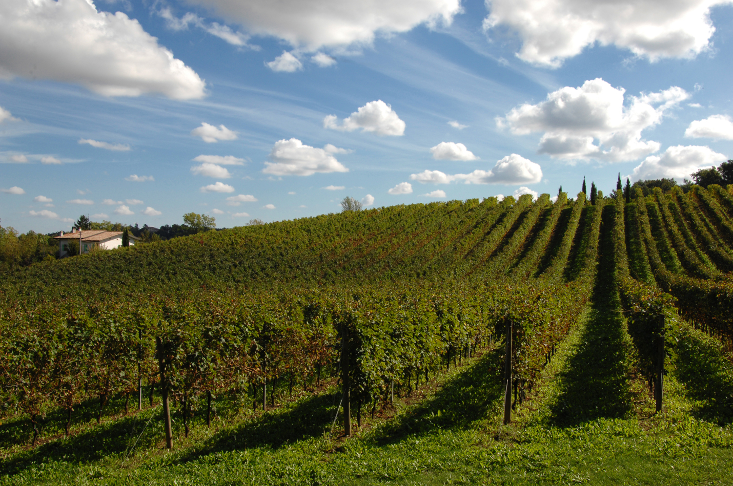 Zardetto Vineyards