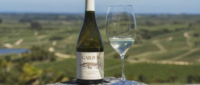 Bottle of Albariño on Scenic Vineyard Overlook 