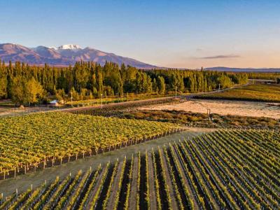 Tilia Winery
