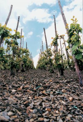 Slate Soils in the Vineyards