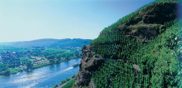 Vineyards and the Water Vineyards overlooking the water