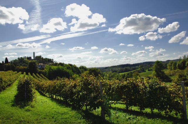 Zardetto Vineyard Image 1