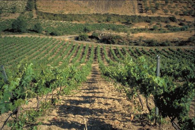 Argiolas Vineyard