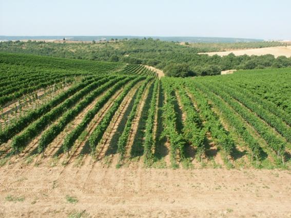 Botromagno - La Selva Grande Vineyard