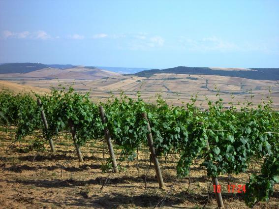 Botromagno - La Selva Vineyard Botromagno - La Selva Vineyard
