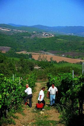 Castello di Bossi Vineyard