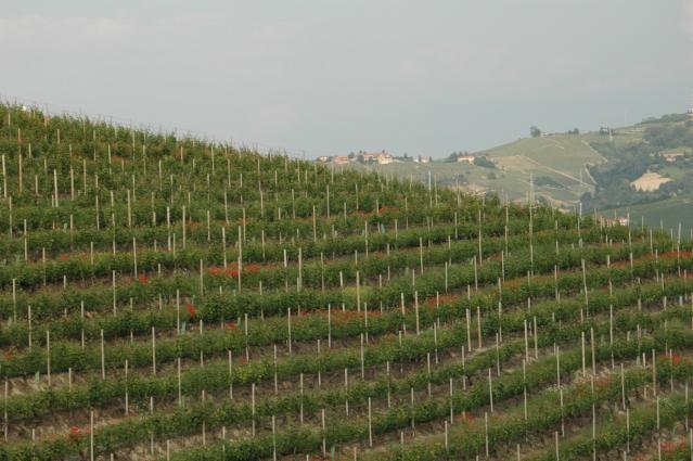 Castello di Neive Vineyards Castello di Neive Vineyards