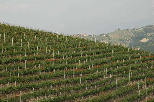 Castello di Neive Vineyards