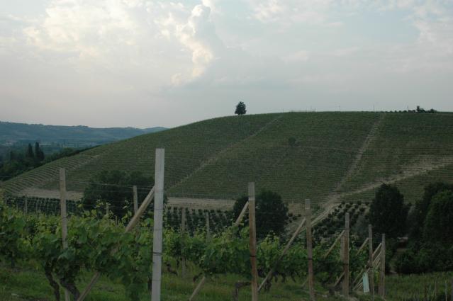 Castello di Neive Vineyards Castello di Neive Vineyards