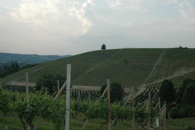 Castello di Neive Vineyards