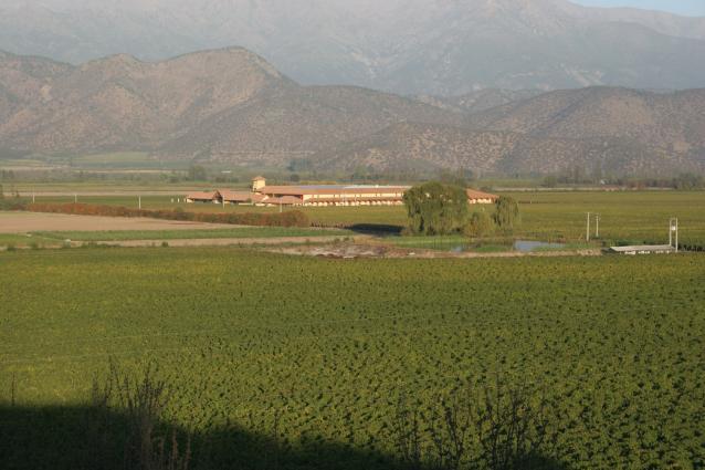 Cousiño-Macul Vineyard