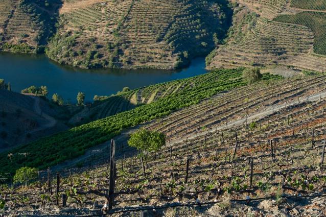 Duorum Vineyards Duorum Vineyards