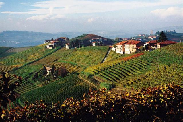 Giuseppe Cortese Vineyard and Estate