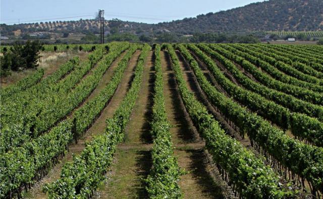 J Portugal Ramos Vineyard J Portugal Ramos Vineyard