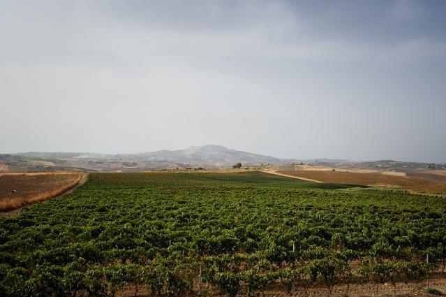 Morgante Vineyards Morgante Vineyards