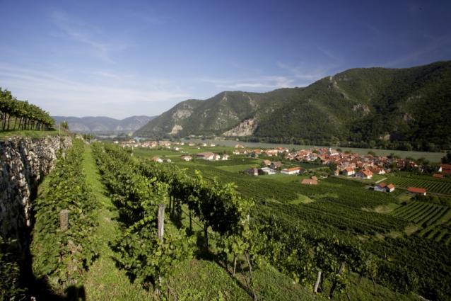 Rudi Pichler Vineyards Rudi Pichler Vineyards