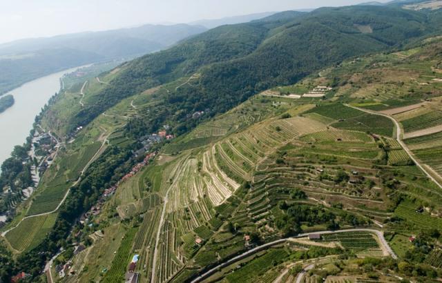 Stadt Krems Vineyards Stadt Krems Vineyards