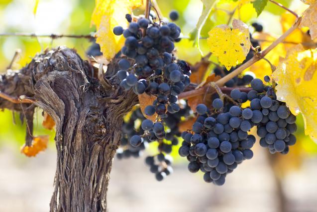 Malbec Grapes Malbec Grapes