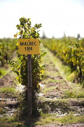 Malbec Clone in La Piramide Vineyard Malbec Clone in La Piramide Vineyard