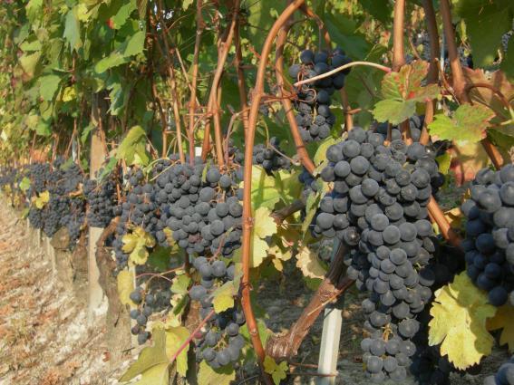 Giuseppe Cortese Barbera Grapes