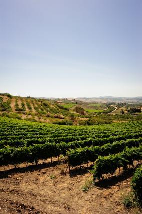 Morgante Vineyards Morgante Vineyards