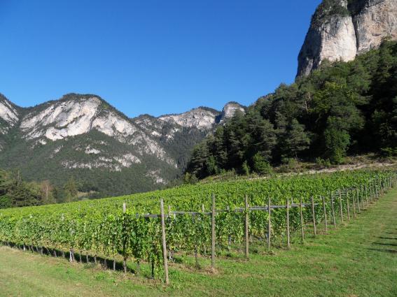 Tiefenbrunner Vineyard