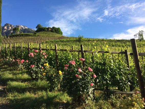 Tiefenbrunner Vineyard