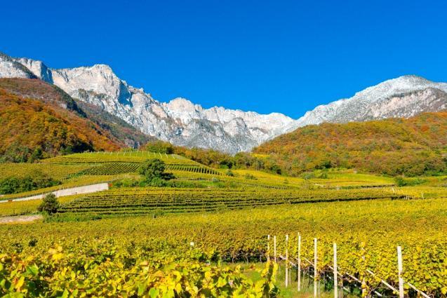 Tramin Vineyards Tramin Vineyards
