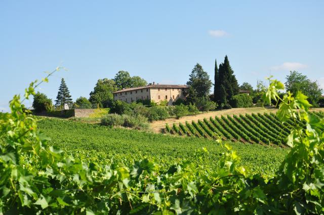 Castello di Bossi Winery Castello di Bossi Winery