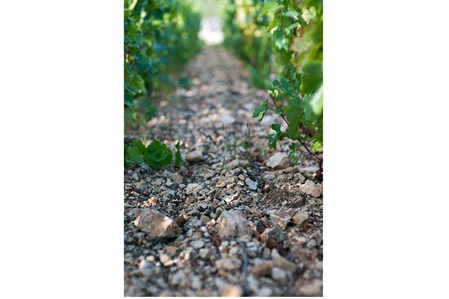 Chassagne Montrachet Chassagne Montrachet
