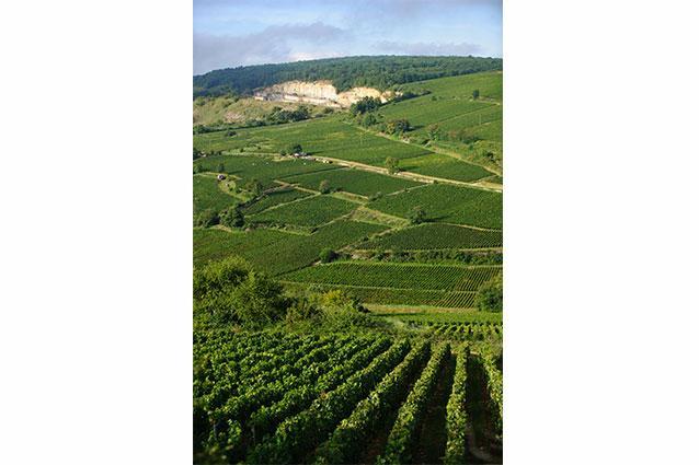 Domaine Alain Chavy Vineyards Domaine Alain Chavy Vineyards