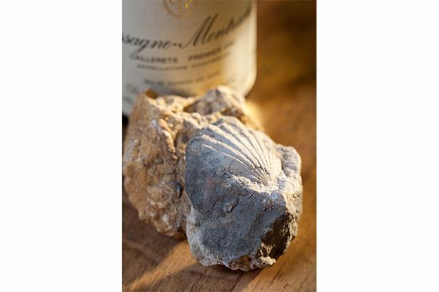 Domaine Blain-Gagnard & Fossils Domaine Blain-Gagnard & Fossils