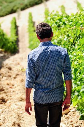 Don Antonio walking the vineyard