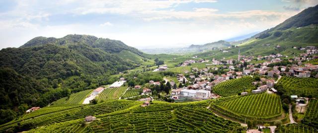 Marsuret Vineyards Marsuret Vineyards