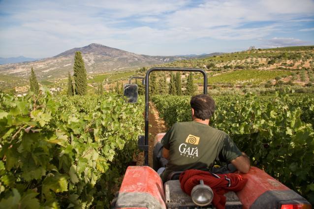 GAI'A Nemea Vineyards GAI'A Nemea Vineyards