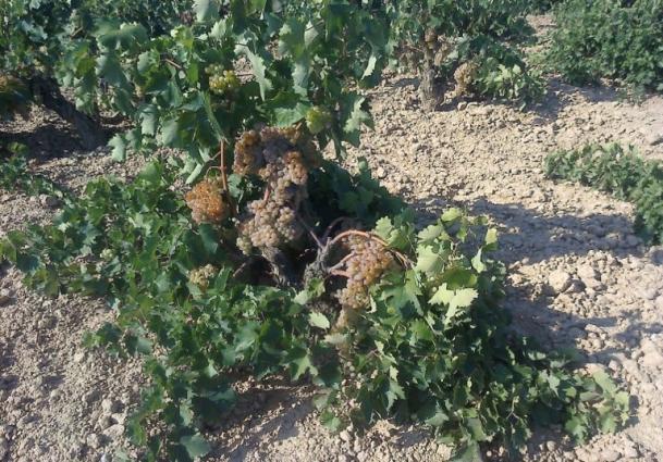 Savatiano Old Vines Savatiano Old Vines