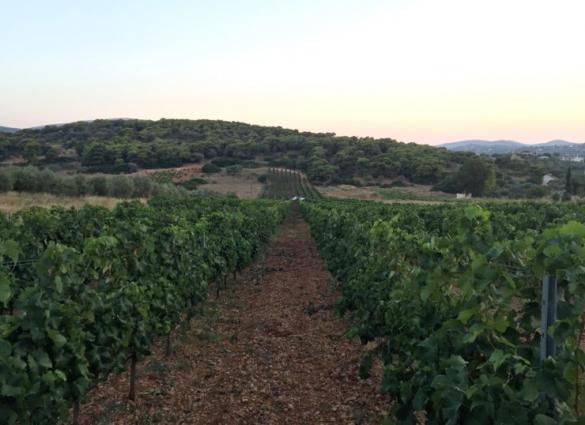 Malagousia Vineyard Malagousia Vineyard