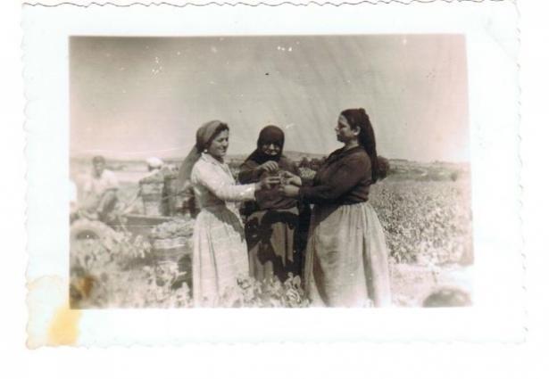 Papagiannakos Women Harvest 1950