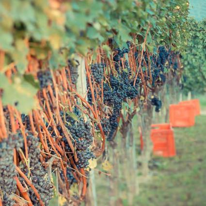 Vigna Boroli Vigna Boroli