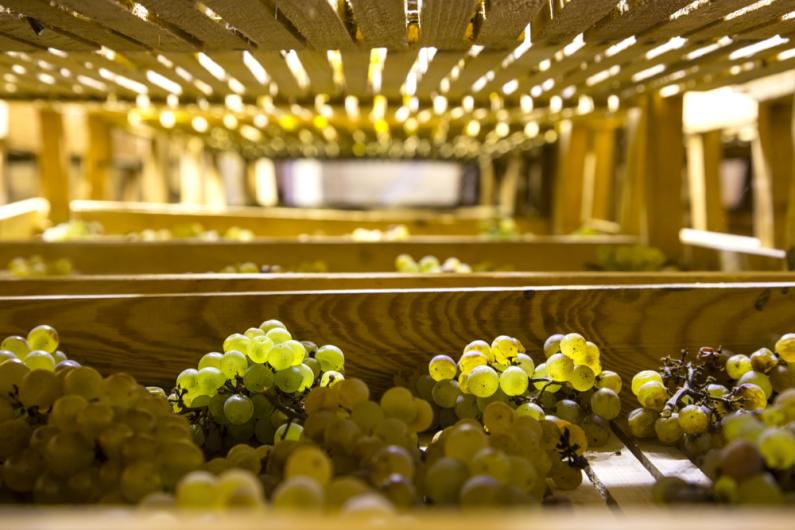 Chardonnay Grapes Chardonnay Grapes
