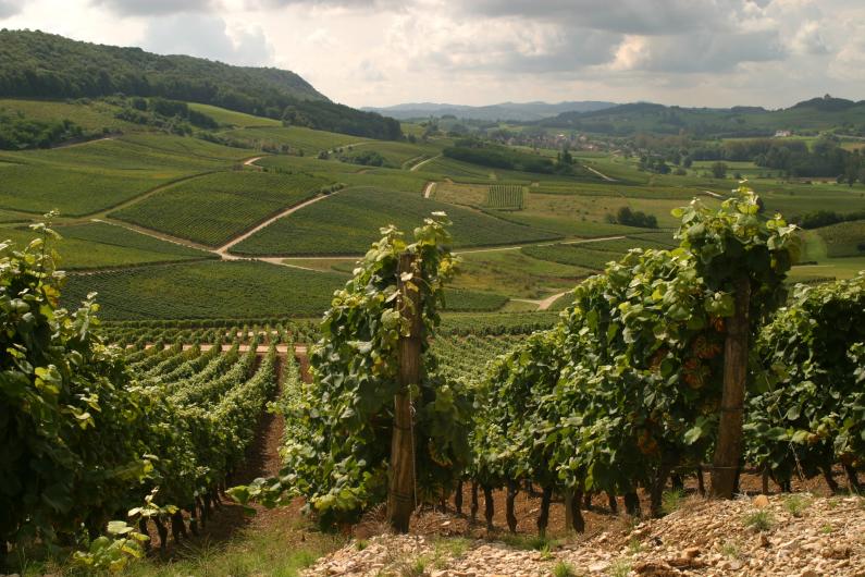 Jura Vineyards Jura Vineyards