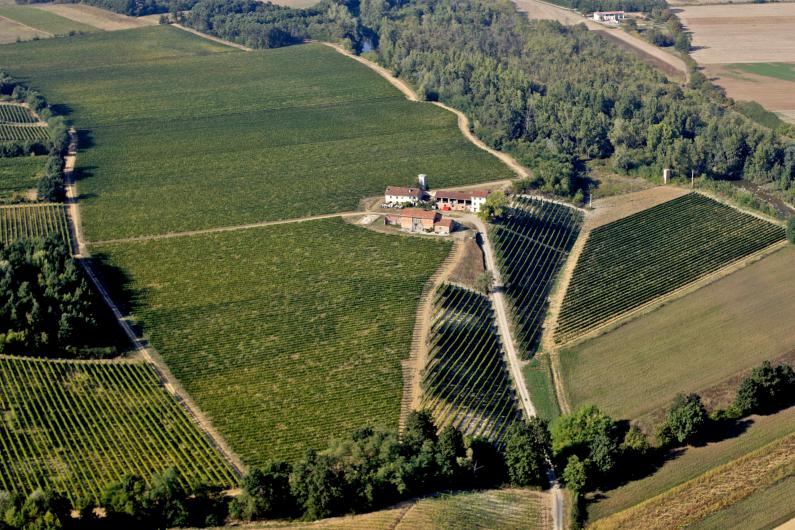 Cortese di Gavi Vineyards Cortese di Gavi Vineyards