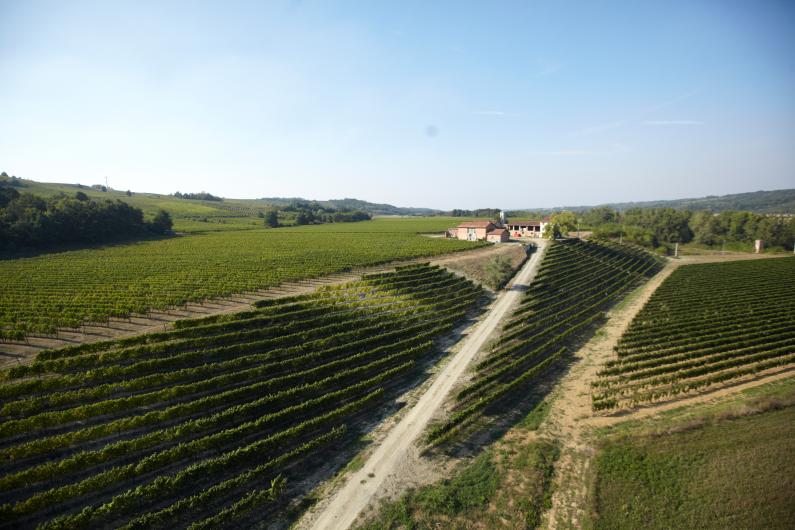 Cortese di Gavi Vineyards