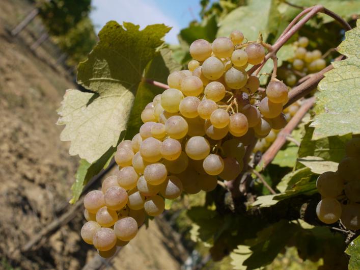 Cortese Grape Cortese Grape