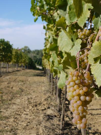 Cortese Grape Cortese Grape