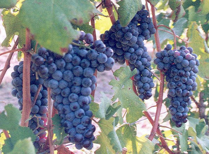 Nebbiolo Clusters Nebbiolo Clusters