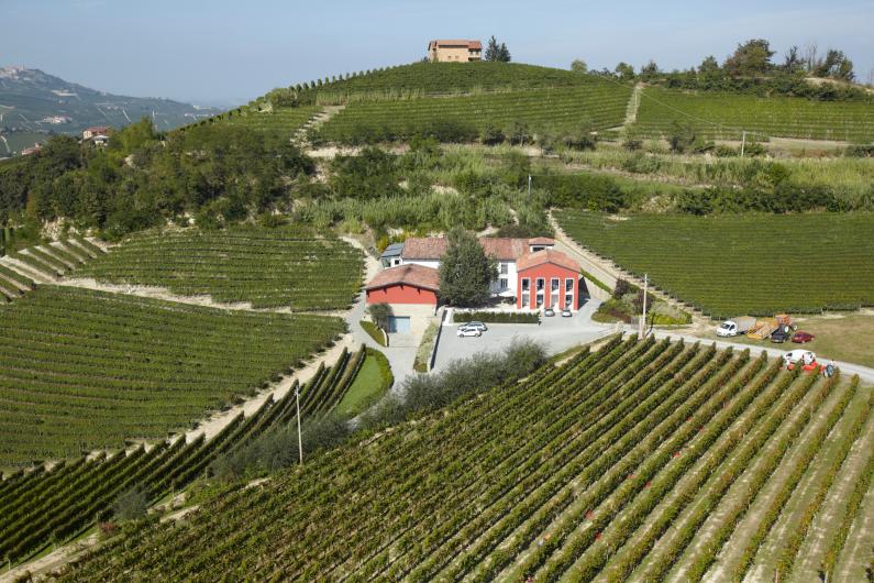 Nebbiolo Vineyards