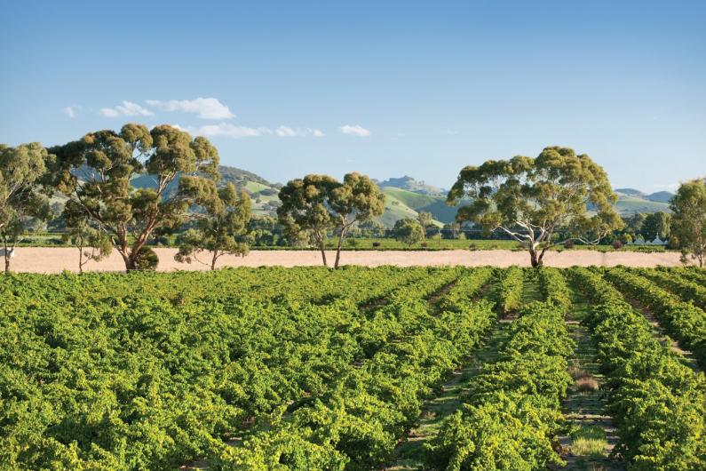 Yalumba Vineyard