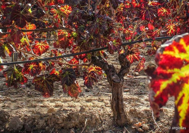 Autumn Vine